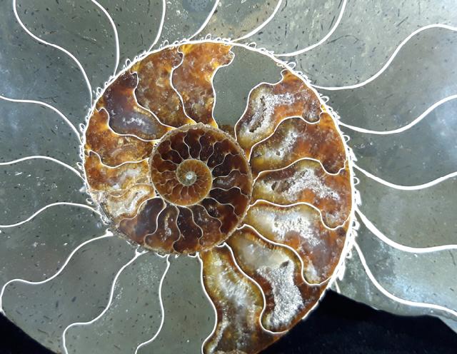 Cleoniceras (Grycia) besairiei COLLIGNON 1949 - Bild © FossNet FossilienStore